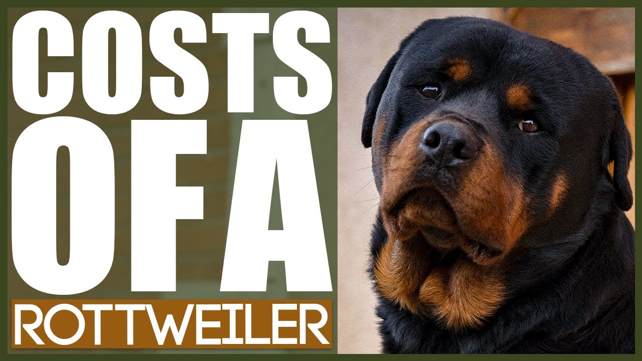 How much does a rottweiler puppy usually cost? Tipseri