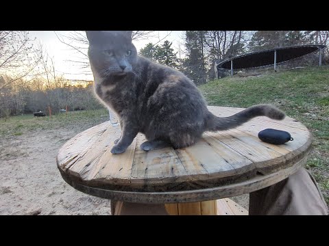 Cat ferociously and repeatedly attacking earbuds
