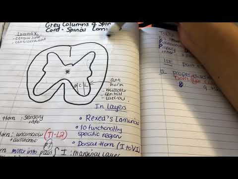 Laminae of grey matter spinal cord