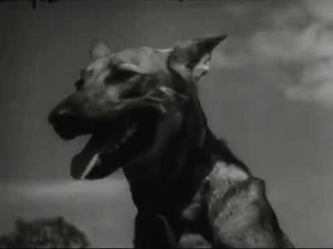 The Use of War Dogs 1943 WWII Documentary Film