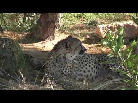 The Big Cats, Editura Ligia, http://www.edituraligia.ro, http://www.edituraleda.ro