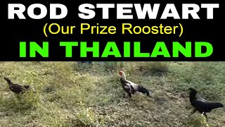 ROD STEWART IN THAILAND Farm Living in Thailand Vlog Channel