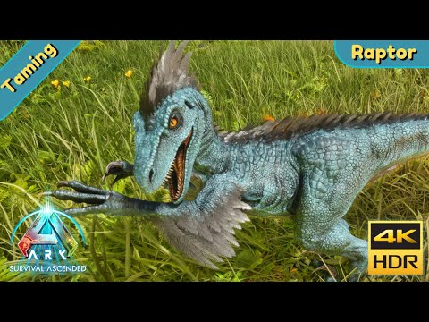 ARK Survival Ascended : Tame a Raptor