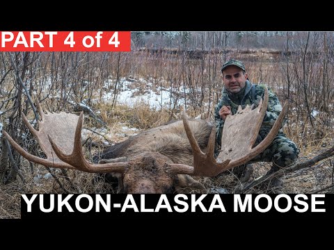 Alaska-Yukon Moose Season 2 Episode 5 Part 4 of 4  | Greg McHale's Wild Yukon