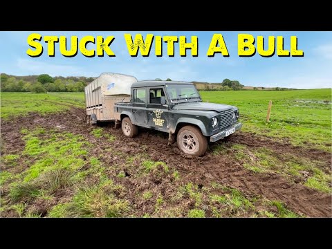 Stuck With A Bull | Mad Cow Disease Outbreak In Scotland