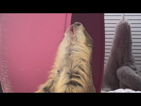 Poppy le chien de prairie compilation de wahoo ️