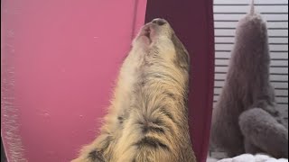 Poppy le chien de prairie compilation de wahoo ️