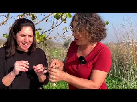 Foraging in Modi'in Israel with Joanna Maissel.