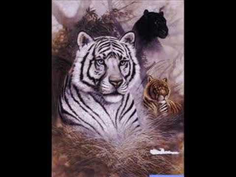 Video thumbnail for Jungle Cats