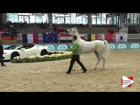 Milan SEWC 2016 - Mares (3A) - 3rd place: N.32 ABEER ALDANAT