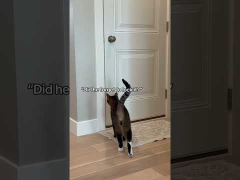 My cat is way too smart #catshorts #catsofyoutube #funny
