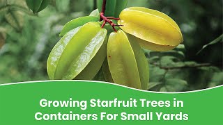 Planting star fruit in container | Know how to grow star fruits in pot
