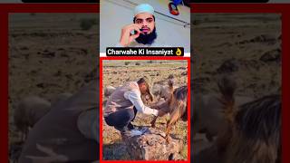 Download lagu This Shepherd’s Humanity Touched My Heart 🫶 #trending#shepherd#humanity#shorts#viralvideo#islamic mp3