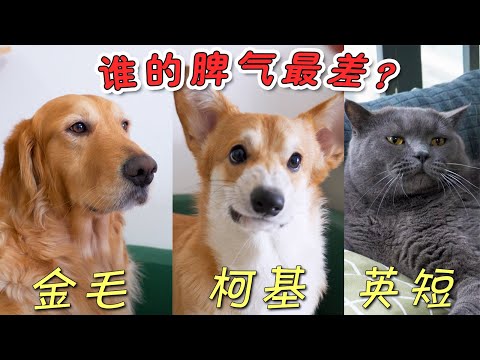 Mao vs Corgi vs Blue Cat, who has the worst temper?