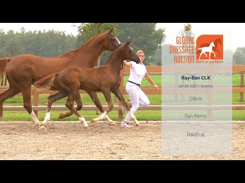 D'Avie x San Remo - Global Dressage Auction