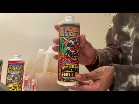 Easiest Way On How To Feed Cannabis Plants Using Fox Farm Nutrients