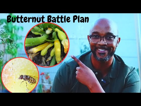 Butternut Battle Plan: Defend Against Blossom Rot and Fruit Fly Invaders