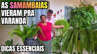 SAMAMBAIAS NA VARANDA: DICAS DE COMO CULTIVAR SAMAMBAIAS | DIVERSAS ESPÉCIES | FERTILIZANTE E ADUBO