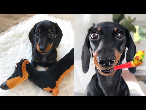 Loulou’s Birthday! 3 years old, video compilation.