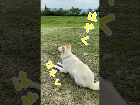 ホワイトスイスシェパード