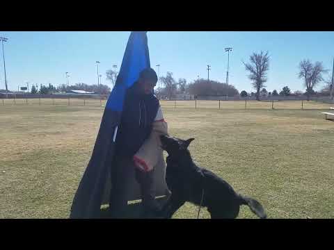 CactusK9Training video.