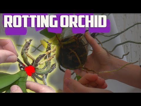 How To Fix Orchid Root Rot - How Do You Save a Rotting Orchid