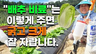 배추 심고 14일내에 꼭 해줘야할일 이것으로 굵고 크게 잘 자랍니다. 배추 추비주는법 배추 비료 김장배추