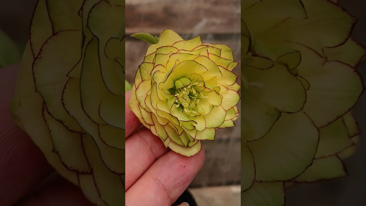 ピエラ🏵吉田園芸さんの厳選株入荷中〜　 #クリスマスローズ #garden #flowers #gardening