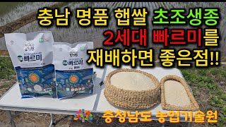 충남 명품 햅쌀 빠르미를 재배하면 좋은점