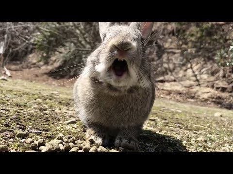"Angry" bunny | Rabbit Screaming