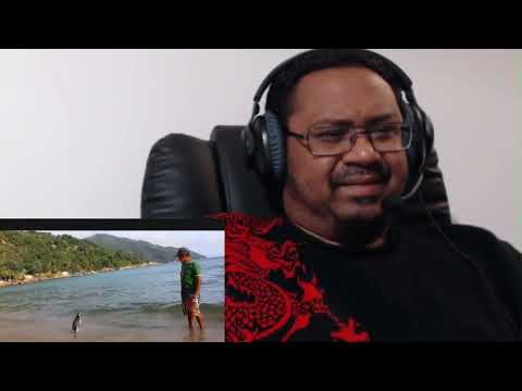 JinJing (The Penguin) swims 5000 miles every year to thank the person who saved him!