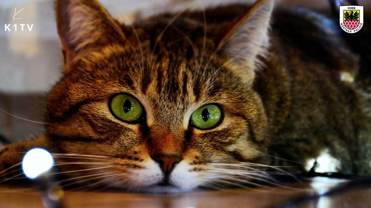 Pyrotechnika při oslavě Nového roku - jak to vidí Městská policie v Chebu