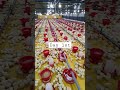 Poultry Farm Day 1