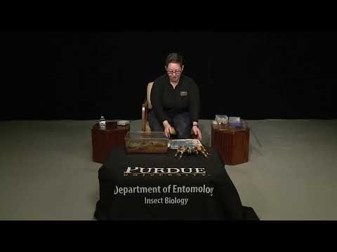 Purdue Entomology Virtual BugBowl 2021 - All about Spiders with Arachnologist Sebastian Echeverri