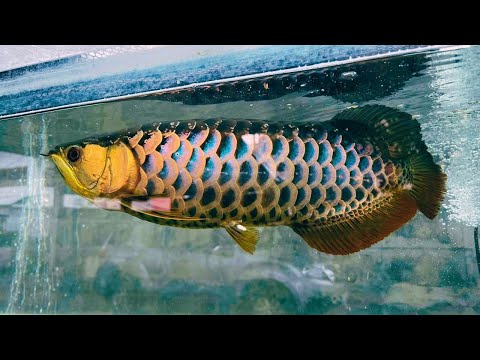 Rare Golden Blue Base Crossback Arowana | Top 8 Beautiful Asian Arowana