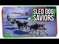 When Sled Dogs Saved An Alaskan Town