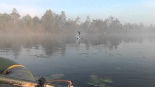 preview picture of video 'Свечка (озеро Цыганок г.Колпашево Томской обл.)'
