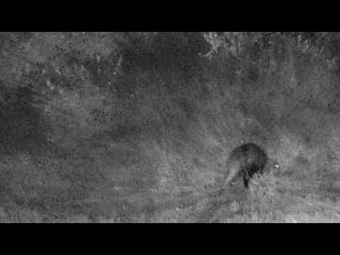 White-tailed Mongoose at the pan - 05/20/18