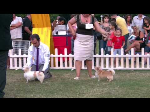 Albena CAC MONTENEGRO Chihuahua best of male