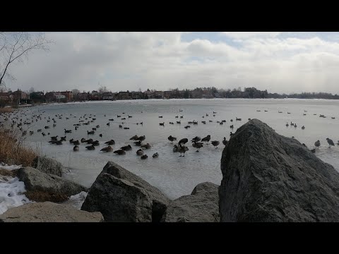 Professor's Lake Walk in Winter - Brampton, Ontario