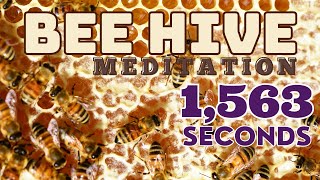 Bee Hive Meditation 432 Hz 528 Hz Moon Pineal Glan