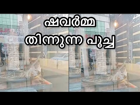 പൂച്ച ഷവർമ്മ തിന്നു ഹോട്ടൽ നഗരസഭ പൂട്ടി😱 cat_shavarma