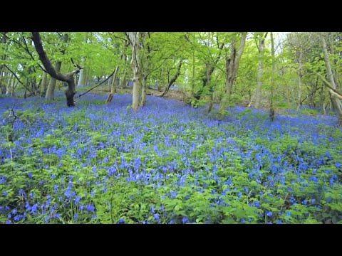 A Walk through a Bluebell Forest, English Countryside 4K