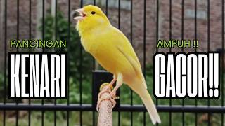 Download lagu Pancingan Kenari GACOR panjang untuk Masteran Kenari PAUD & agar Kenari diam agar bunyi & gacor mp3 Download lagu Pancingan Kenari GACOR panjang untuk Masteran Kenari PAUD & agar Kenari diam agar bunyi & gacor mp3