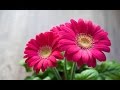 Phoole Phoole Dhole Dhole ফুলে ফুলে ঢ লে ঢ লে Susmita Patra
