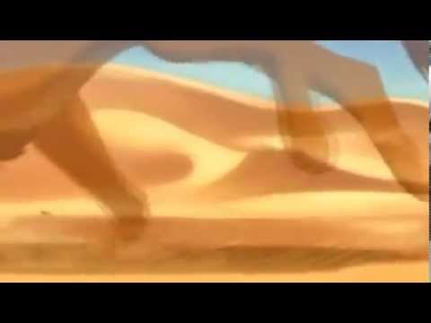 1 hour of Simba Running Through the Desert Busa The Lion King