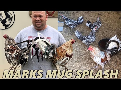 TEXAS !! Beautiful Birds Marks Mug Splash Asil Sweater - John Anthony Marks