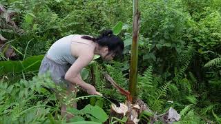 Download lagu Survive in the forest misunderstood the girl who had a lover mp3