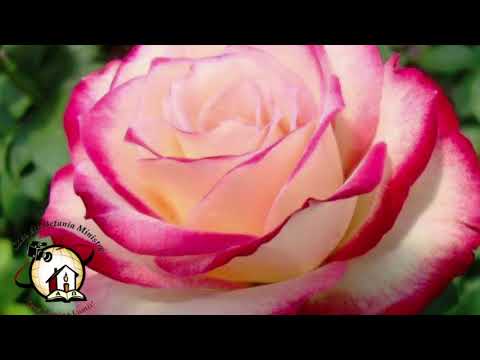 Casa din Betania 15 07 2018 P2