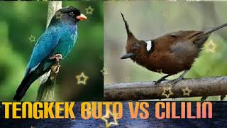 Download lagu Masteran kicau tengkek buto & cililin istimewa mp3 Download lagu Masteran kicau tengkek buto & cililin istimewa mp3